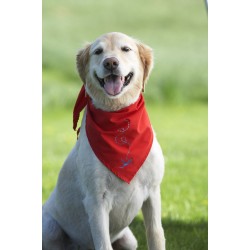 K9 Doggles Mesh Eyewear for your dogs eye protection in Orange